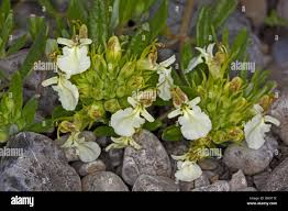 Attēlu rezultāti vaicājumam “Diderma montanum”