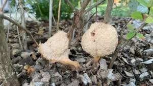 Attēlu rezultāti vaicājumam “Fuligo septica var. rufa”