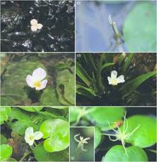 Attēlu rezultāti vaicājumam “Hydrocharitaceae”
