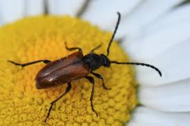 Attēlu rezultāti vaicājumam “Pseudovadonia livida”