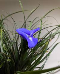 Image result for tillandsia umbellata