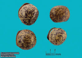 Attēlu rezultāti vaicājumam “Vicia hirsuta”