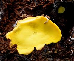 Attēlu rezultāti vaicājumam “Flaviporus citrinellus”