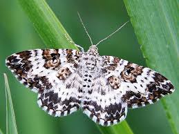 Attēlu rezultāti vaicājumam “Epirhoe tristata”