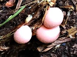 Attēlu rezultāti vaicājumam “Lycogala irregulare”