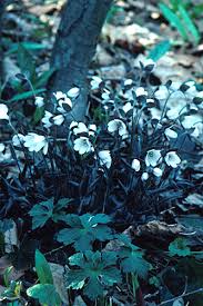 Attēlu rezultāti vaicājumam “Hepatica nobilis leaf”