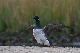 Attēlu rezultāti vaicājumam “Branta bernicla adult”