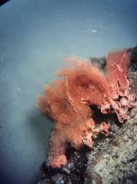 Attēlu rezultāti vaicājumam “Arcyria denudata spores”