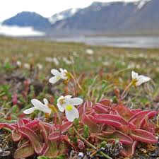 Attēlu rezultāti vaicājumam “Pinguicula alpina”