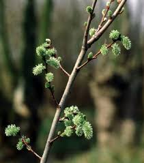 Attēlu rezultāti vaicājumam “Salix aurita”