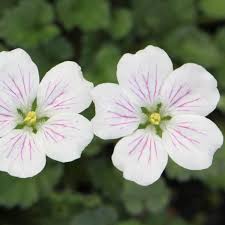 Attēlu rezultāti vaicājumam “Enteridium variabile”