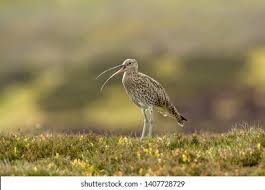 Attēlu rezultāti vaicājumam “Numenius arquata adult”