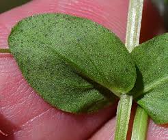 Attēlu rezultāti vaicājumam “Anagallis arvensis leaf”