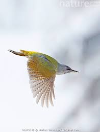 Attēlu rezultāti vaicājumam “Picus canus female”