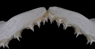 Image result for Squatina dumeril