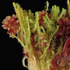 Attēlu rezultāti vaicājumam “Barbilophozia lycopodioides”