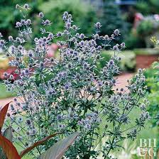 Attēlu rezultāti vaicājumam “Eryngium planum flower”