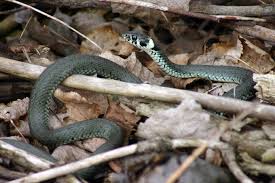 Image result for Ringelnatter