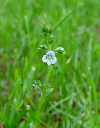 Attēlu rezultāti vaicājumam “Veronica serpyllifolia leaf”