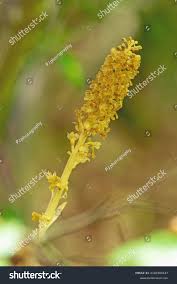 Attēlu rezultāti vaicājumam “Neottia nidus-avis bud”