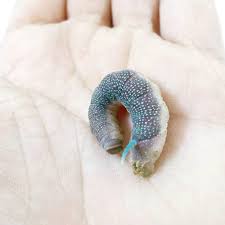 Attēlu rezultāti vaicājumam “Mimas tiliae”