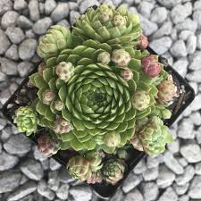 Attēlu rezultāti vaicājumam “Jovibarba globifera bud”