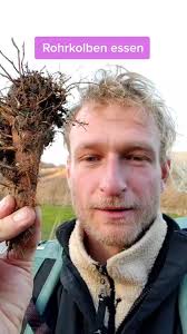 Image result for Rohrkolben