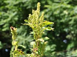 Attēlu rezultāti vaicājumam “Amaranthus retroflexus flower”