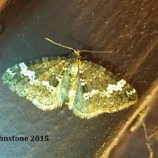 Attēlu rezultāti vaicājumam “Perizoma alchemilla”