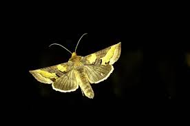 Attēlu rezultāti vaicājumam “Diachrysia tutti”