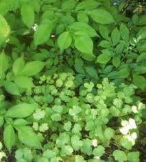 Attēlu rezultāti vaicājumam “Thalictrum lucidum leaf”