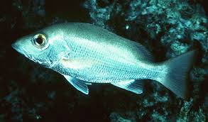 Image result for Lutjanus mahogoni