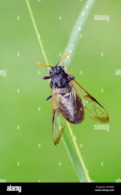 Attēlu rezultāti vaicājumam “Cimbex femoratus”