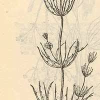 Attēlu rezultāti vaicājumam “Chara filiformis”