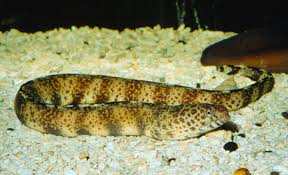 Attēlu rezultāti vaicājumam “Retinia resinella exuvia”