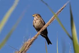 Image result for Emberiza calandra