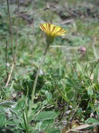 Attēlu rezultāti vaicājumam “Pilosella officinarum bud”