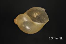 Attēlu rezultāti vaicājumam “Succinea”