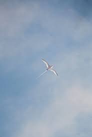 Image result for Phaethon aethereus