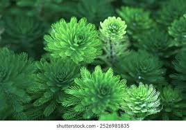 Attēlu rezultāti vaicājumam “Myriophyllum alterniflorum leaf”