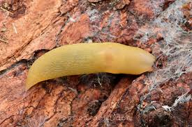 Attēlu rezultāti vaicājumam “Malacolimax tenellus”