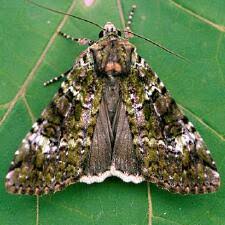 Attēlu rezultāti vaicājumam “Anaplectoides prasina”