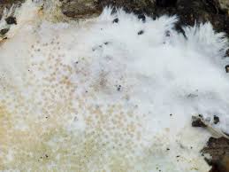 Attēlu rezultāti vaicājumam “Porotheleum fimbriatum”