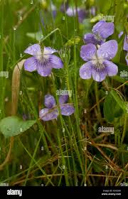 Attēlu rezultāti vaicājumam “Viola riviniana flower”
