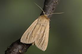 Attēlu rezultāti vaicājumam “Mythimna impura”