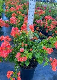 Image result for bougainvillea