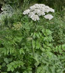Image result for Heracleum sphondylium
