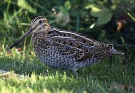 Image result for Gallinago media