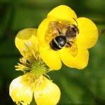 Attēlu rezultāti vaicājumam “Ranunculus lanuginosus flower”