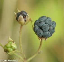 Attēlu rezultāti vaicājumam “Rubus caesius fruit”
